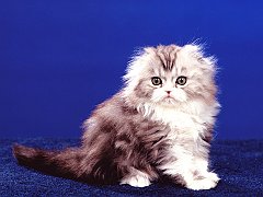 Fluff and Fold, Scottish Fold